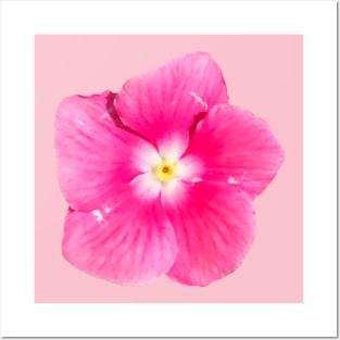 Pink Flower Yellow White Center Posters and Art